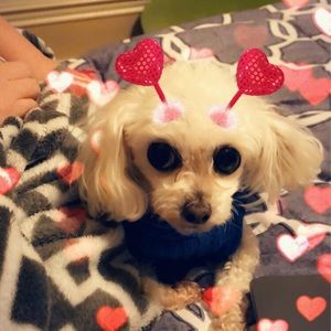 Meet your Posher, Abbie